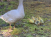 Embden Goslings for sale. (Born first week of June)