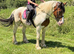 15.2H - 17 Yo - Skewbald - Cob - Mare - Pleasure Horse