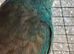 Red rumps