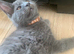 TICA registration Blue Maine coon kittens