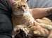 ONE BLACK AND GINGER GIRL KITTEN