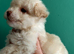 READY NOW! Poochon pups