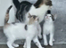 Kittens ready for their forever home