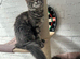 Giant Maine Coons TICA reg