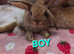 Mini lop 5 boys 4 girls