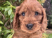 Beautiful cavapoo puppies for sale
