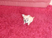 Handbag dog for new home