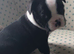 Boston terriers of Scotland