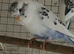 Budgies x2