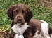 Castlegal spaniels