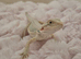 100%Het Hypo baby Bearded Dragons