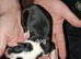 Collie grey x Bedlington whippet