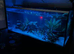 Musk turtle and full set up