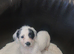 Jack rusell puppys