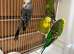 Expedition budgies