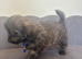 READY NOW Chipoo Pups