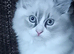 Beautiful,friendly,kind ragdolls kittens available.