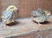 Coturnix Quails 4 weeks old