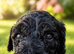 Mr Red is ready now &mdash; but only for the right forever family ️ F4 Labradoodle Boy