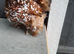 Millefleur Pekin bantam chicken