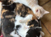Beautiful Little Kittens