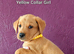 Gorgeous Kc Reg Fox Red Labs From Health Tested Parents
