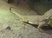 WANTED! 2 Female Toad-headed Agamas
