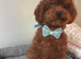 Asian toy poodle puppy boy