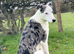 Collie x greyhound stud