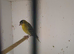 Siskin cocks