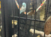 Pacific Blue Parrotlet,