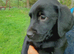 Labrador puppies
