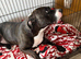 Rehome Staffy