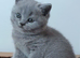 Gorgeous British Shorthair Kittens