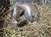 10 week old Mini lop rabbits
