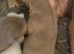 Shar pei puppies