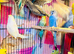 Young budgies