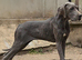 Great dane puppies for sale