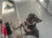 Adult French bulldog