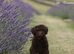 Spanish water dog RKC register