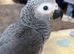 baby african grey 14 weeks old ready to go last one left
