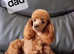 Tiny Red Toy Poodle with a wonderful temperament for stud