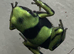 Green and black dart frogs