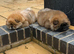 LAST 2 FEMALE CHOW CHOWS