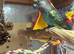 Blue bellied Myers parrot