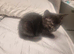 Playful gorgeous mixed breed kittens