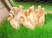 Off Heat/Outside GUARANTEED Female Indian Runner Ducklings