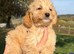 Cockapoo puppies ready to go