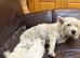 Male west highland puppy.
