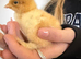 Day old Brahma chicks available